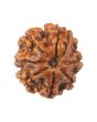 8 Mukhi Rudraksha (Nepal) 18.52 MM