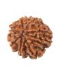 8 Mukhi Rudraksha (Nepal) 18.52 MM
