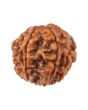 8 Mukhi Rudraksha (Nepal) 18.52 MM