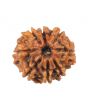 8 Mukhi Rudraksha (Nepal) 16.33 MM