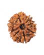 8 Mukhi Rudraksha (Nepal) 16.33 MM