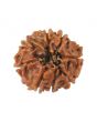 8 Mukhi Rudraksha (Nepal) 16.33 MM