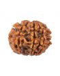 8 Mukhi Rudraksha (Nepal) 16.33 MM
