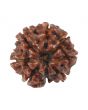 8 Mukhi Rudraksha (Nepal) 18.19 MM