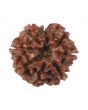 8 Mukhi Rudraksha (Nepal) 18.19 MM