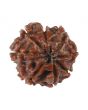 8 Mukhi Rudraksha (Nepal) 18.19 MM