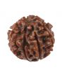 8 Mukhi Rudraksha (Nepal) 18.19 MM