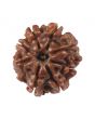 8 Mukhi Rudraksha (Nepal) 18.65 MM