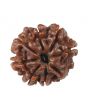 8 Mukhi Rudraksha (Nepal) 18.65 MM