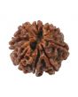 8 Mukhi Rudraksha (Nepal) 18.65 MM