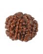 8 Mukhi Rudraksha (Nepal) 18.65 MM