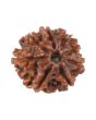 8 Mukhi Rudraksha (Nepal) 17.08 MM