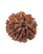 8 Mukhi Rudraksha (Nepal) 17.08 MM
