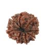 8 Mukhi Rudraksha (Nepal) 17.08 MM