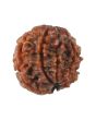 8 Mukhi Rudraksha (Nepal) 17.08 MM