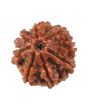 8 Mukhi Rudraksha (Nepal) 18.07 MM