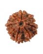 8 Mukhi Rudraksha (Nepal) 18.07 MM