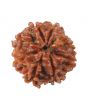 8 Mukhi Rudraksha (Nepal) 18.07 MM