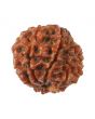 8 Mukhi Rudraksha (Nepal) 18.07 MM