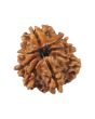8 Mukhi Rudraksha (Nepal) 21.83 MM