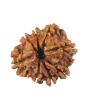 8 Mukhi Rudraksha (Nepal) 21.83 MM