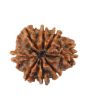 8 Mukhi Rudraksha (Nepal) 21.83 MM
