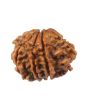 8 Mukhi Rudraksha (Nepal) 21.83 MM