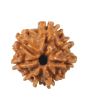 8 Mukhi Rudraksha (Nepal) 17.83 MM