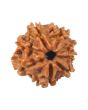 8 Mukhi Rudraksha (Nepal) 17.83 MM