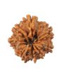 8 Mukhi Rudraksha (Nepal) 17.83 MM