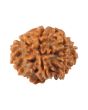 8 Mukhi Rudraksha (Nepal) 17.83 MM