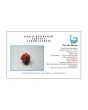 8 Mukhi Rudraksha (Nepal) 17.83 MM