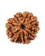 8 Mukhi Rudraksha (Nepal) 20.07 MM