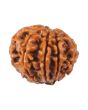 8 Mukhi Rudraksha (Nepal) 20.07 MM