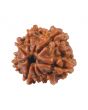 8 Mukhi Rudraksha (Nepal) 17.33 MM