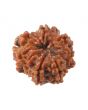 8 Mukhi Rudraksha (Nepal) 17.33 MM