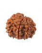 8 Mukhi Rudraksha (Nepal) 17.33 MM