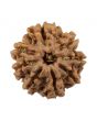 8 Mukhi Rudraksha (Nepal) 21.12 MM