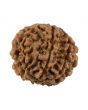 8 Mukhi Rudraksha (Nepal) 21.12 MM