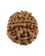 8 Mukhi Rudraksha (Nepal) 21.12 MM