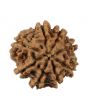 8 Mukhi Rudraksha (Nepal) 21.12 MM