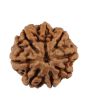8 Mukhi Rudraksha (Nepal) 19.69 MM
