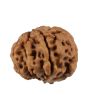 8 Mukhi Rudraksha (Nepal) 19.69 MM