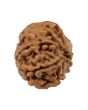 8 Mukhi Rudraksha (Nepal) 19.69 MM