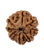 8 Mukhi Rudraksha (Nepal) 19.69 MM