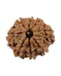 8 Mukhi Rudraksha (Nepal) 19.99 MM