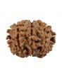 8 Mukhi Rudraksha (Nepal) 19.99 MM