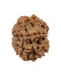 8 Mukhi Rudraksha (Nepal) 19.99 MM