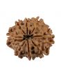 8 Mukhi Rudraksha (Nepal) 19.99 MM