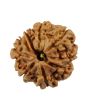 8 Mukhi Rudraksha (Nepal) 21.12 MM